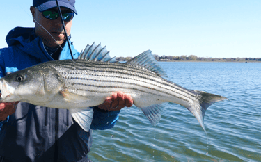 Spring Striped Bass