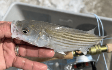 Surf striped bass schoolie
