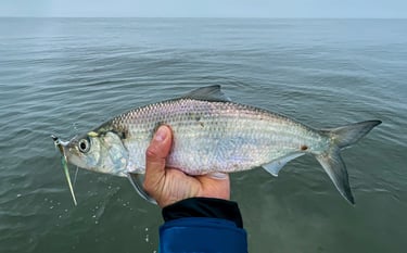Shad!