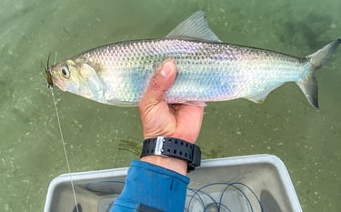 hickory shad on the fly
