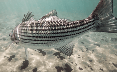 Striped Bass