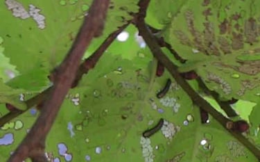 Elm Leaf Beetle larvae skeletonising leaves