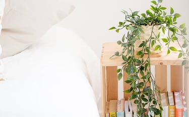 a bed with a plant in a small room