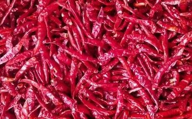 Teja chilli stemless-premium variety from Nadaf Enterprises