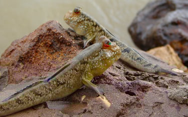 Atlantic mudskippers (Periophthalmus barbarus) By Bjørn Christian Tørrissen , Wikipedia