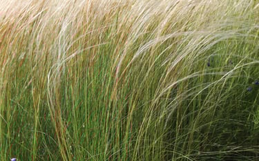stipa tenuissima naturaliame sode