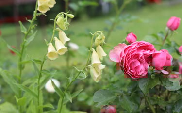 rusmene su roze