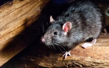 tarif dératiseur, dératisation, dératiseur montélimar, exterminateur souris drôme ardêche