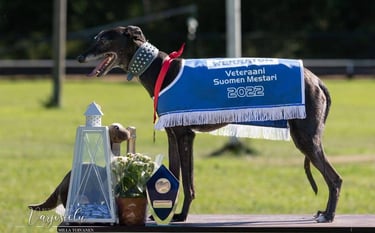 racing whippet Nopurin Sylvester Stallone "Rambo" kuva: Milla Toivanen