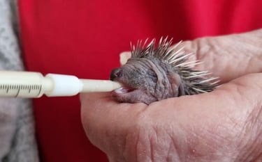 Close-up of a tiny, baby hedgehog being fed with a syringe and teat