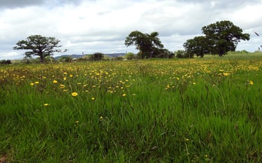 Picture of Little Oak field