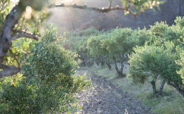 36°21' Soroni Grove in a spring morning