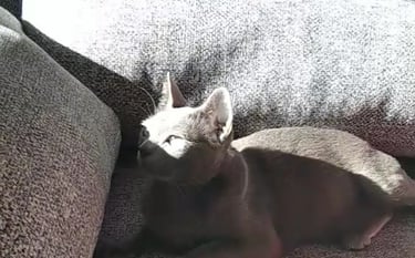 Gato korat