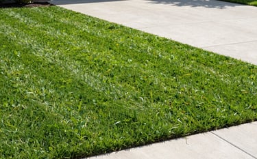 A high-angle professional photograph of a residential lawn featuring perfectly straight, diagonal mow lines in vibrant leaf green grass. The lighting is clear afternoon sun, emphasizing the sharp edges against a clean concrete driveway. Modern and precise style.