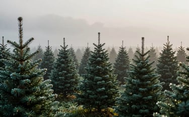 A wide-angle, cinematic shot of a misty Christmas tree farm at dawn. Rows of perfectly shaped, deep green Fraser Fir trees are dusted with morning dew. The lighting is soft and ethereal, using the brand's natural green (#2C3A2D) and light green (#AAB89D) tones. The style is sophisticated and grounded in nature.