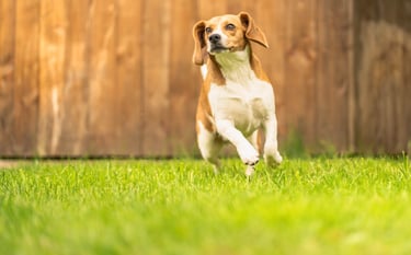 a dog is running through the grass in the yard