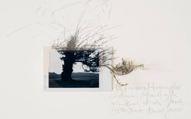 The Australian Journey (Native Grounds) 19, 2024 ©Regina Anzenberger