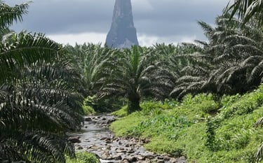 Tropical landscape featuring a rocky river flowing through a palm oil plantation toward Pico Cão Grande.