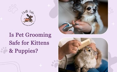 Is Pet Grooming Safe for Kittens & Puppies