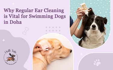 Why Regular Ear Cleaning Is Vital for Swimming Dogs in Doha