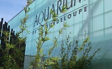 aquarium voyage france guadeloupe