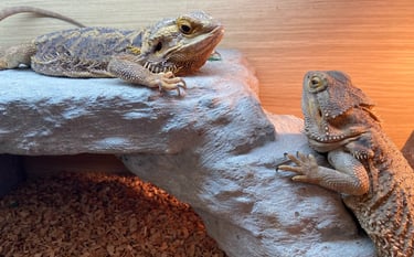 Click for information on small animal care and pet sitting services in Milton Keynes