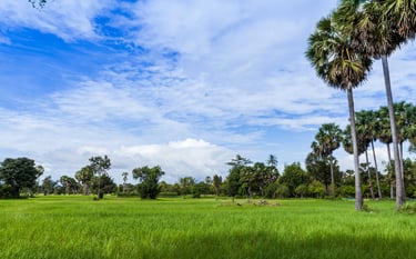 a field with palm trees and a blue sky