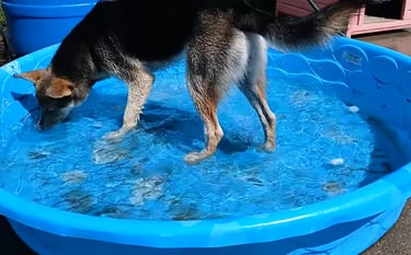 a dog is standing in a pool of water