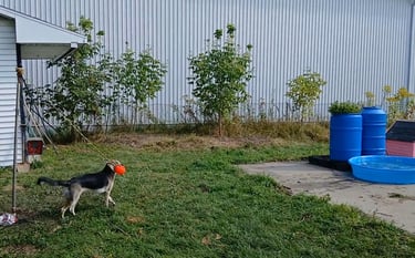 a dog is playing with a frisbee in the yard