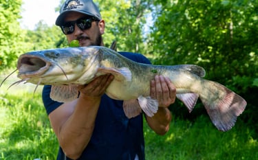 Flathead Catfish