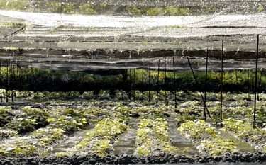 gerçek wasabi çiftliği