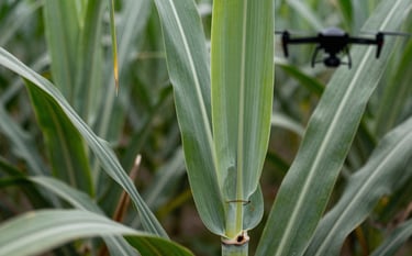 Close-up macro photography of healthy sugarcane leaves showing vibrant muted sage green and dark forest green tones. In the background, a blurred silhouette of a drone operator symbolizes the technical support provided to the farm.