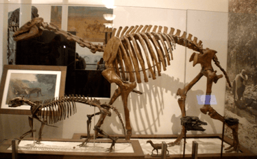 esqueleto de Macrauchenia exposto em um museu
