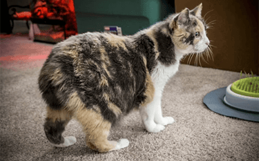 gato Manx