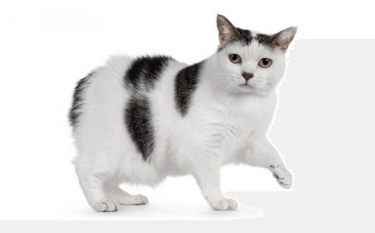 gato Manx