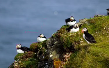 Puffins Sumburgh Head Lighthouse Shetland