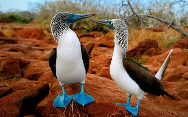 Žydrakojis padūkėlis, booby bird, bubi bird, bubibird, bubibird.lt