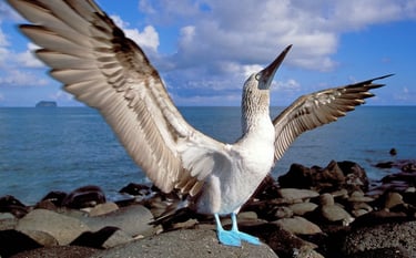 Žydrakojis padūkėlis, booby bird, bubi bird, bubibird, bubibird.lt