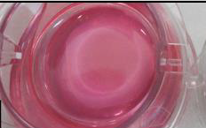 Laboratory cell culture flask containing pink phenol red growth medium for scientific research.