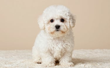 A studio-style photography portrait of a fluffy white Bichón Maltés puppy with dark expressive eyes. The puppy is sitting on a soft off-white textured rug. The background is a clean, warm beige wall. Soft, diffused lighting creates a serene and elegant atmosphere.