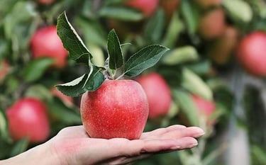 India's Corporate Social Responsiblity CSR with TreeAndHumanKnot's projects for sustainability