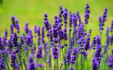 lavanda