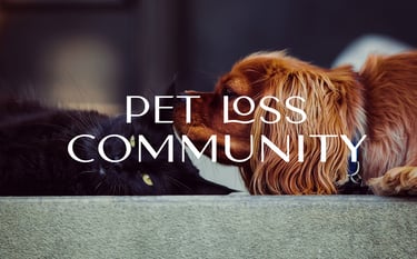 logo and brand design, pet hotel, pet grooming,  pet sitting, small business, start up