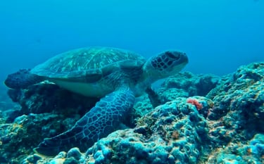 A large green sea turtle swimming over a vibrant coral reef in clear blue tropical ocean water.