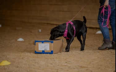 entrainement sur odeur cible nosework Flair Play 49