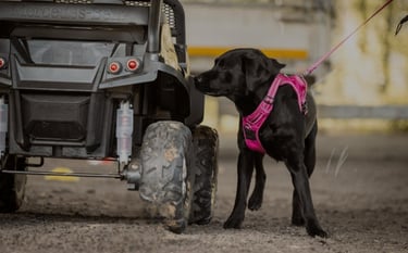 chien de detection en concours nosework Flair Play 49 dans le 49
