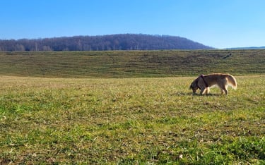 Un chien de race golden retriever reniflant l'herbe dans un champ