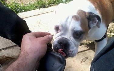 Guardería de día para perros