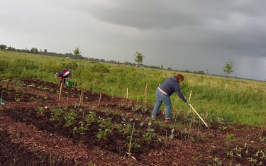 een vrijwilliger woelt de aarde om in de groentetuin