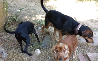 Guardería de día para perros